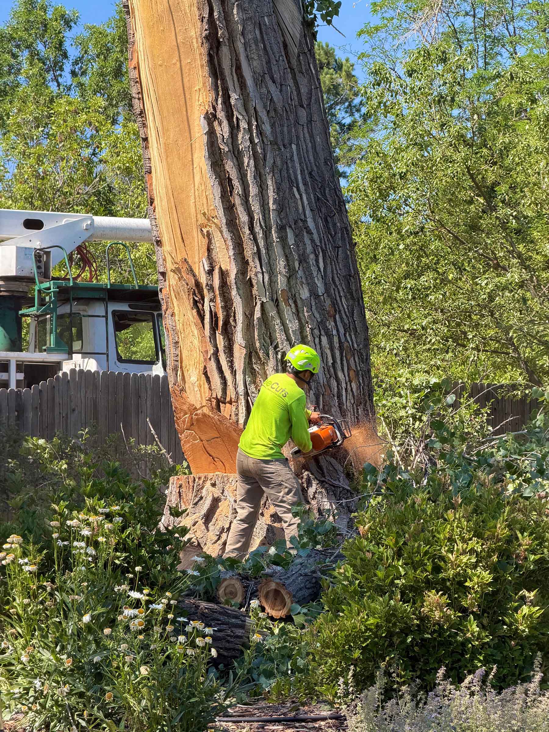 TreeCuts employee safely cutting down large tree