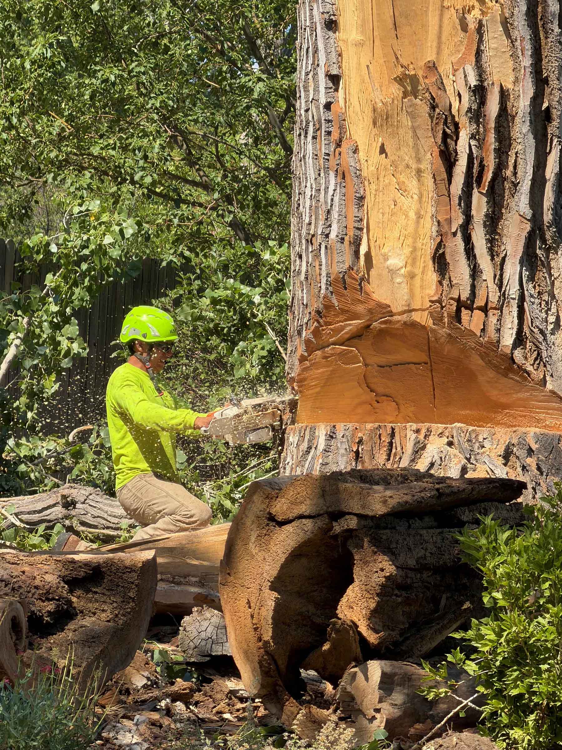 TreeCuts professional safely chopping down a large tree