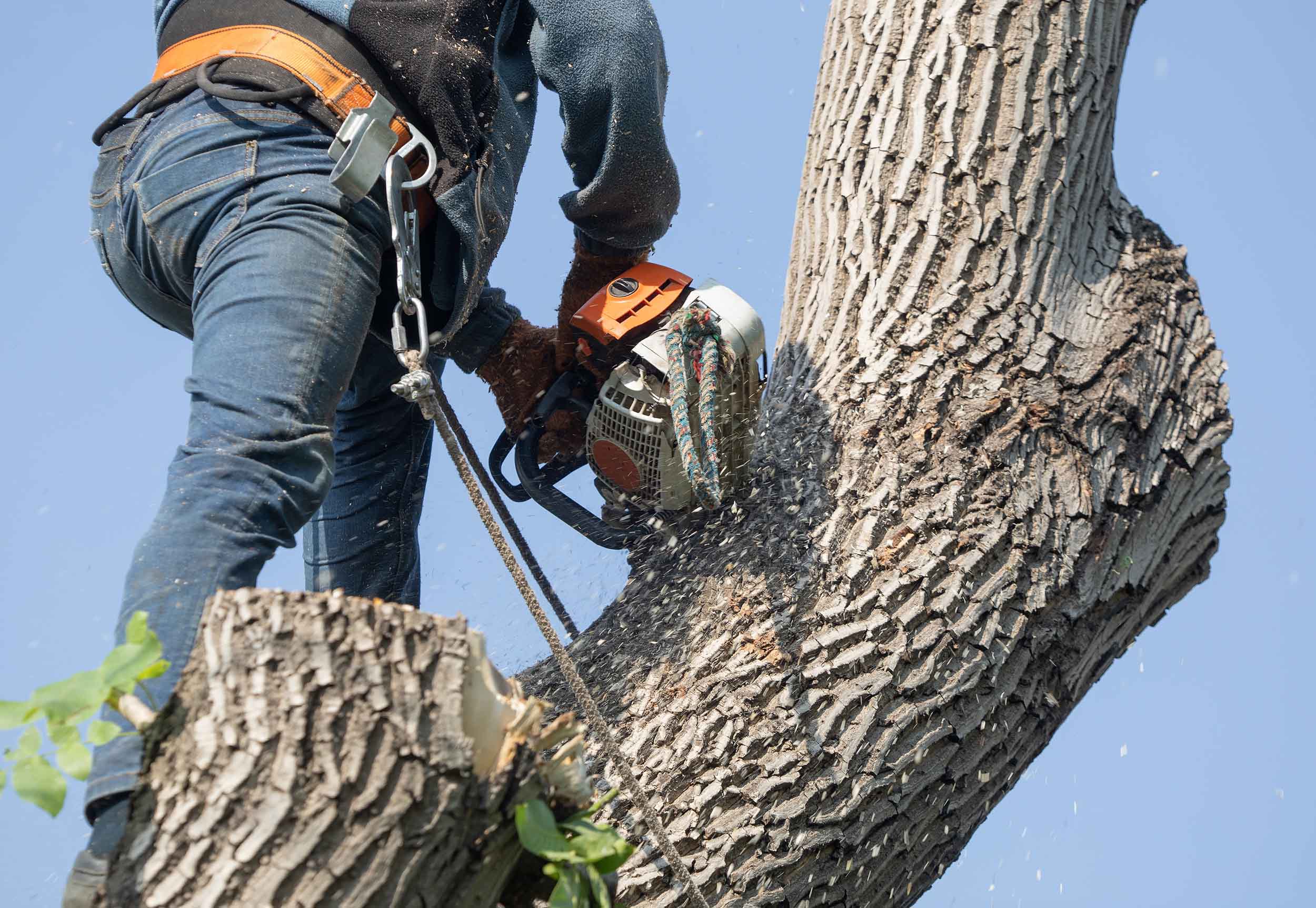 professional arborist with a chainsaw on a tree