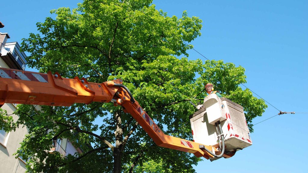 Tree trimming professional in a lift, trimming branches