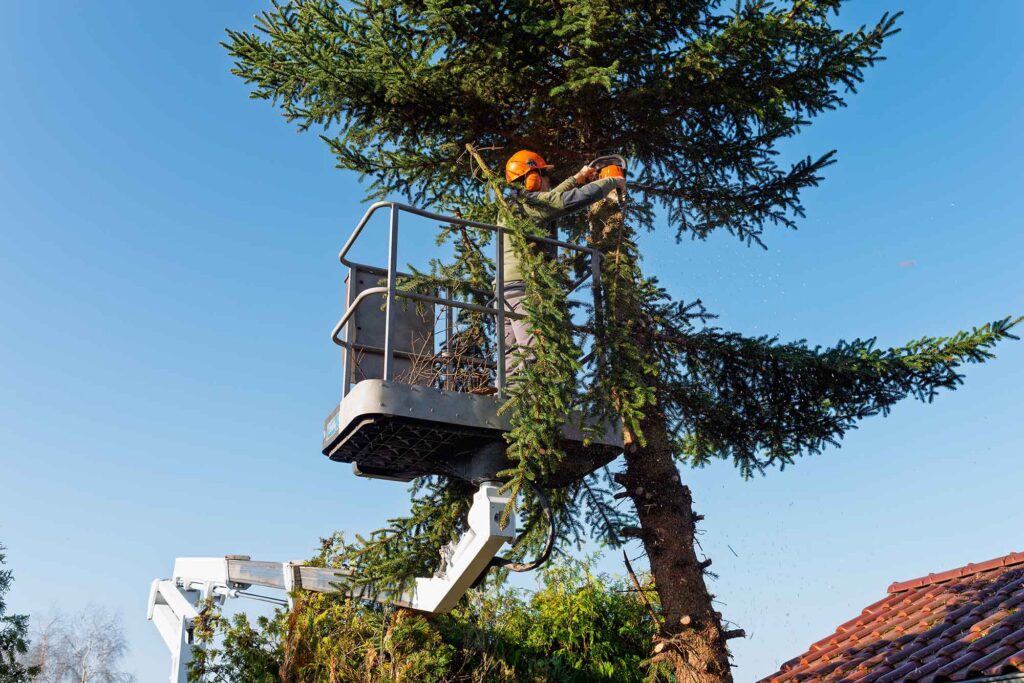 Arborist Trimming Tall Spruce Tree with Chainsaw from Elevated Platform on Clear Sunny Day in Residential Garden