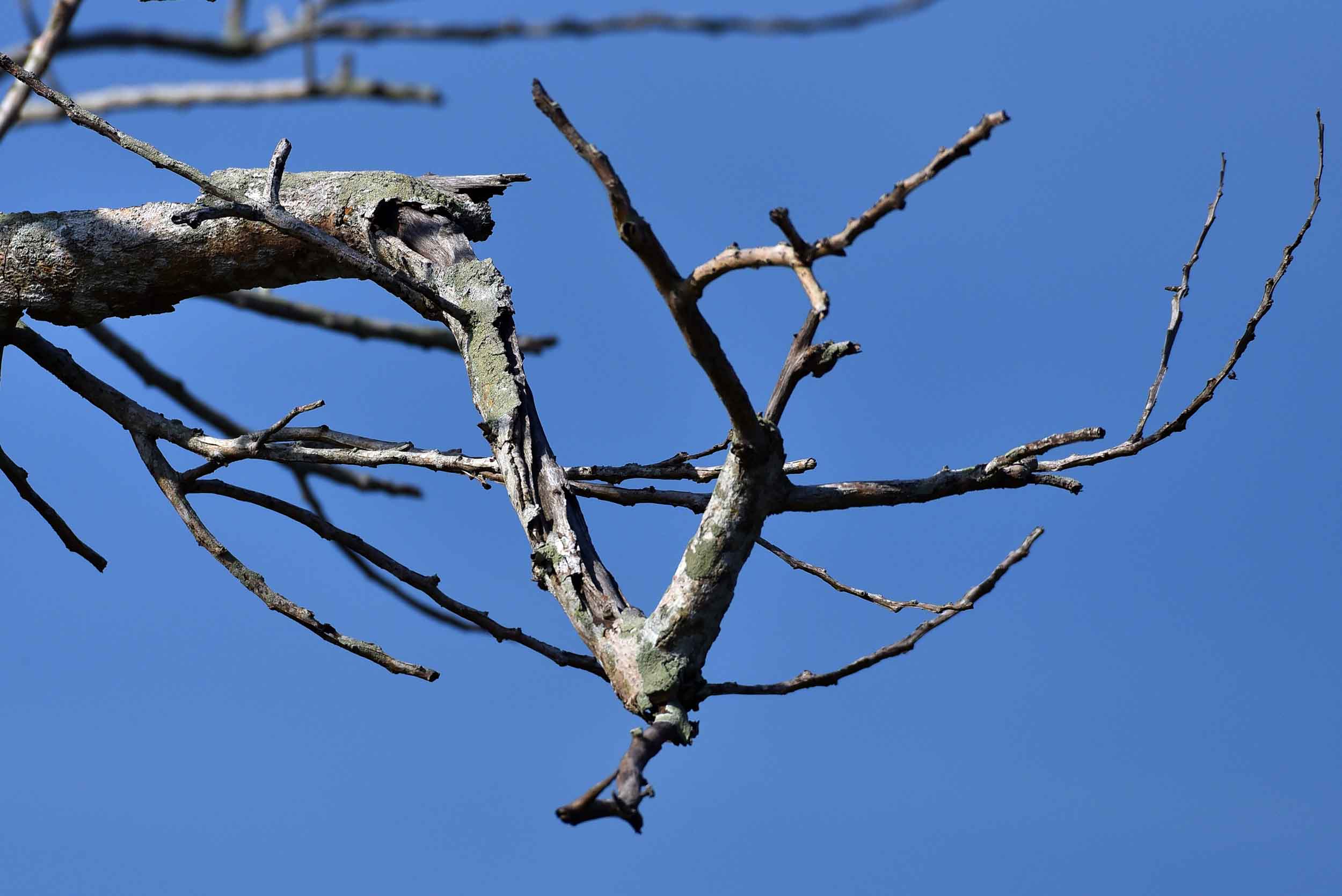 Dry tree branches against blue sky