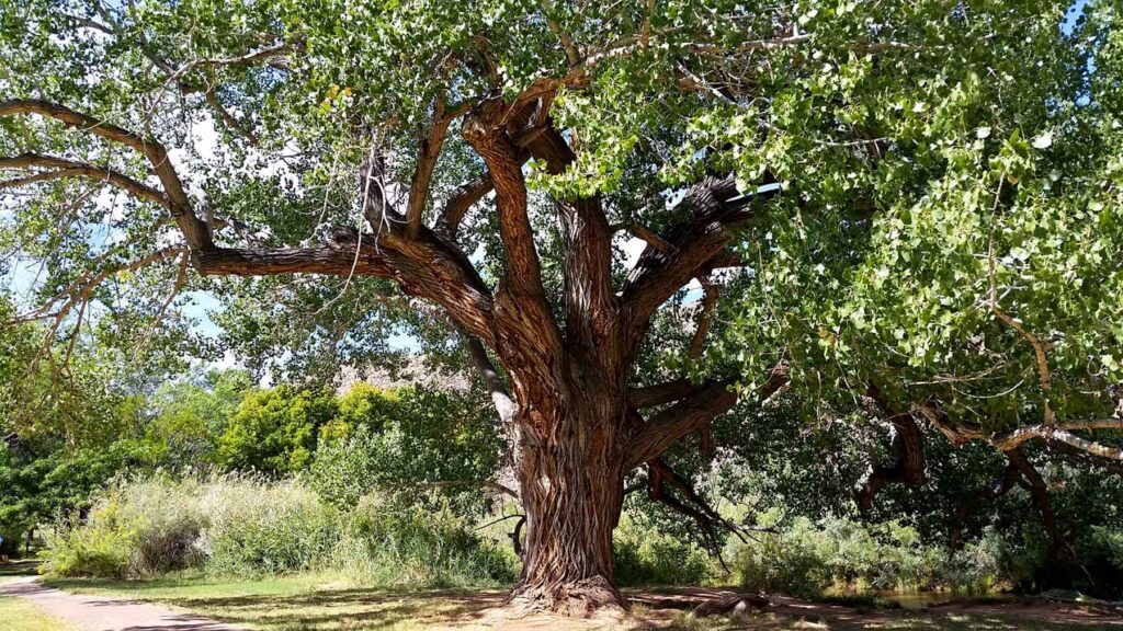 Large Fremont cottonwood tree with spreading branches, green leaves, and a rough bark