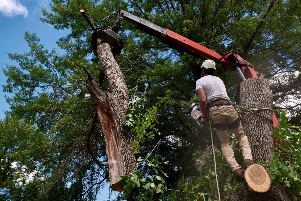 Arborist and truck crane working together to remove a diseased tree in an urban area.