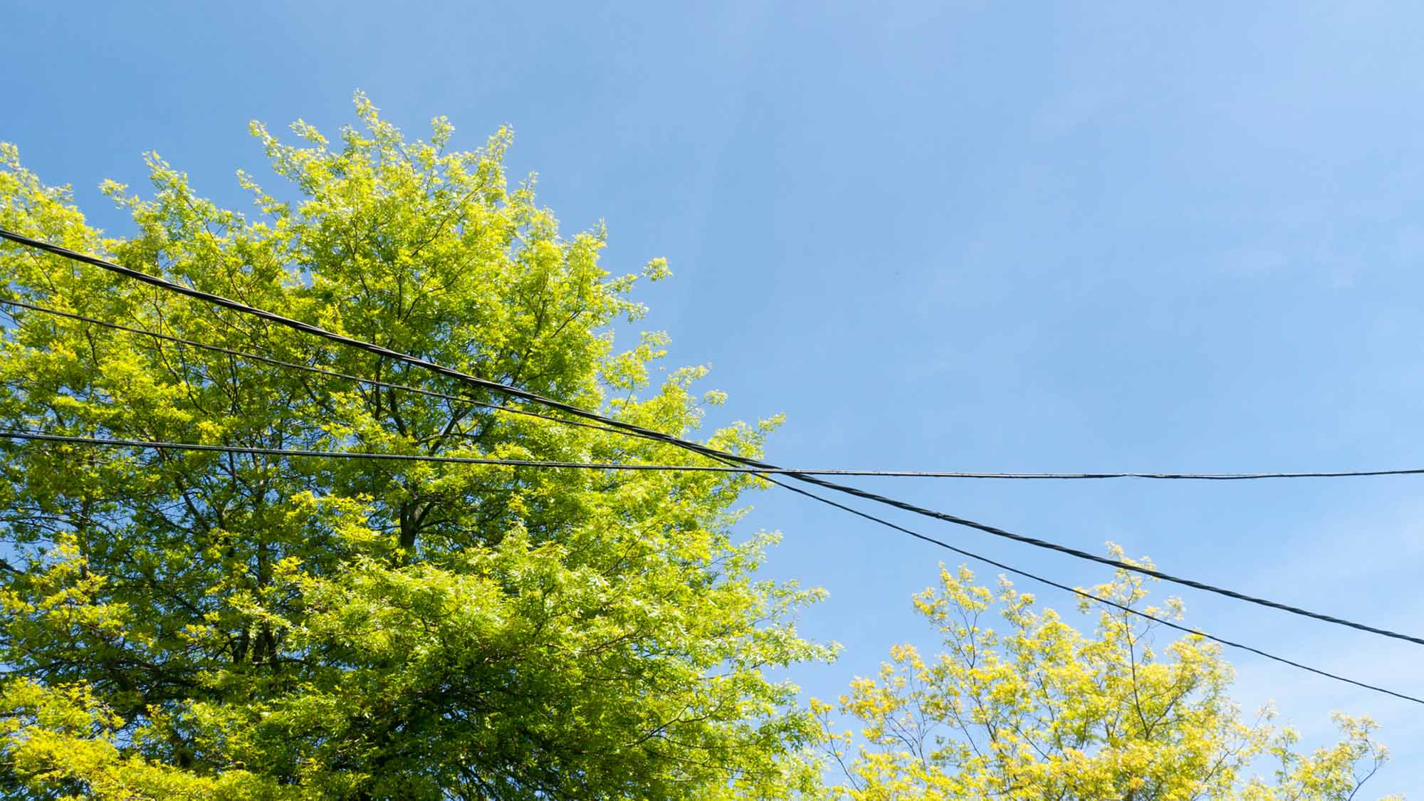 Electric wires and oak tree branches